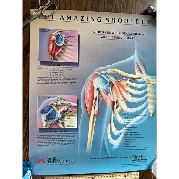 Vintage 1985 The Amazing Shoulder Poster McNeil Pharmaceutical Tylenol Promo - Picture 1 of 10